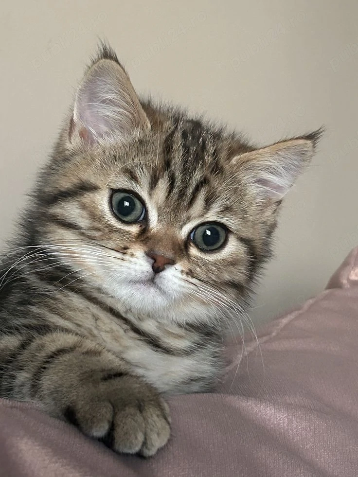 American Shorthair 