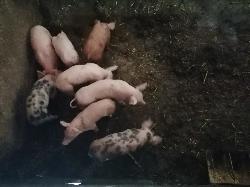 Schimb cu lemne de foc sau vând 