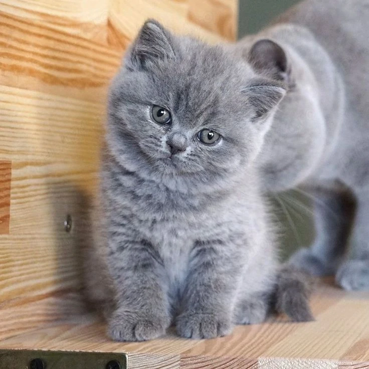 British Shorthair blue 