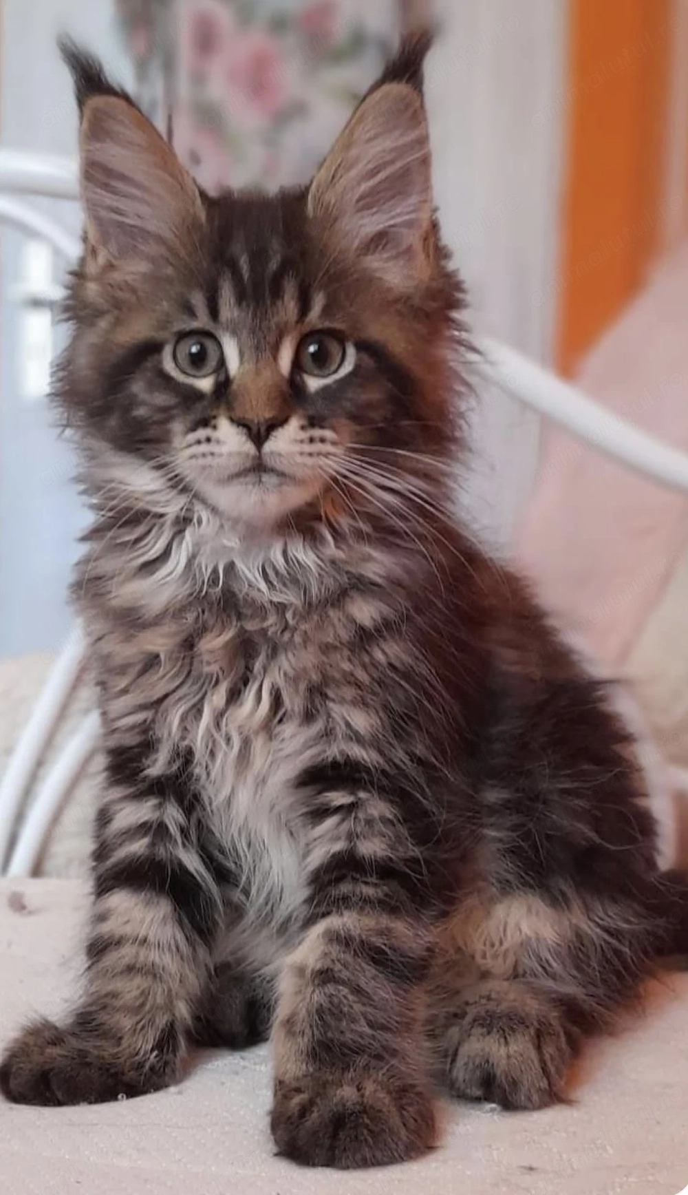 Maine coon băieței