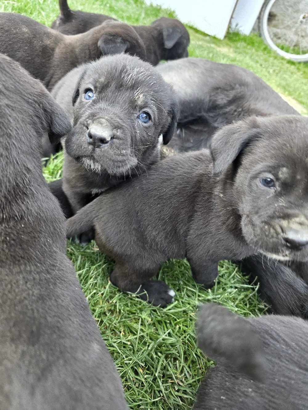 vând pui Cane Corso