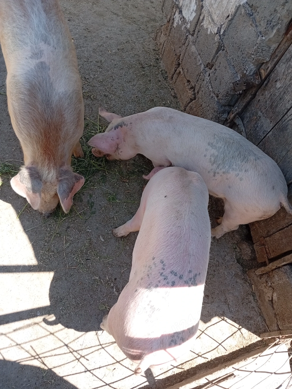 De vânzare 2 purcei de 50 și  70 kg.