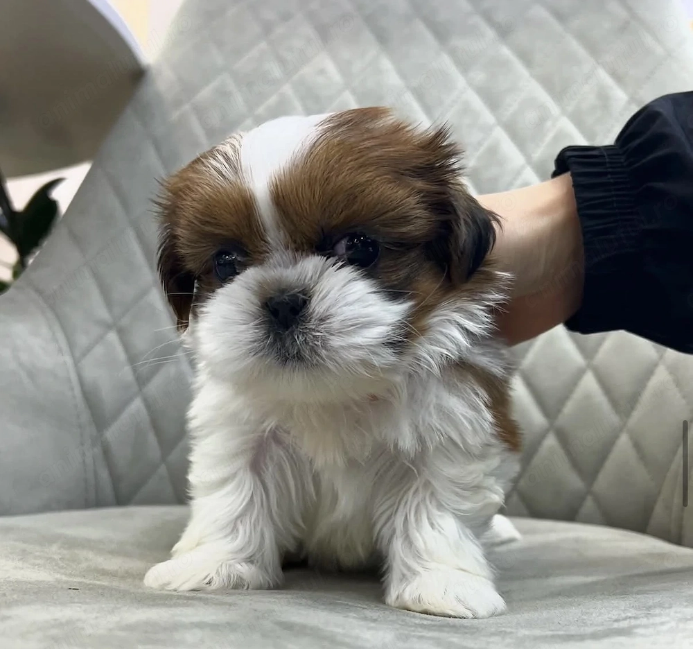 Fetița Bichon Havanez mini