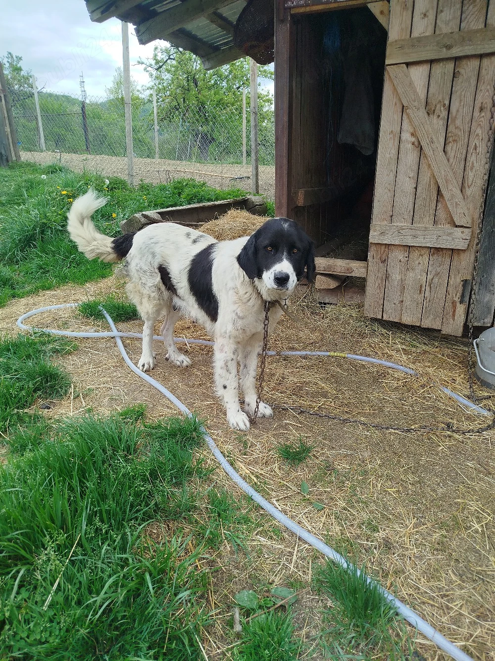 Vând căței de o mamă foarte bună 