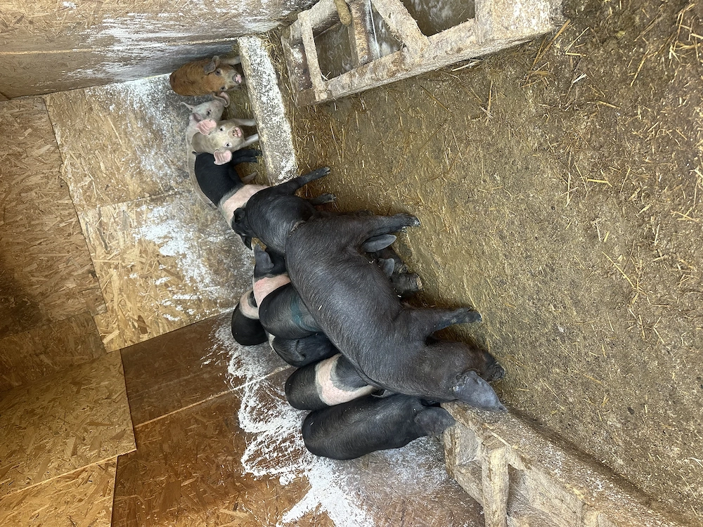 Disponibili purcei spre vânzare 