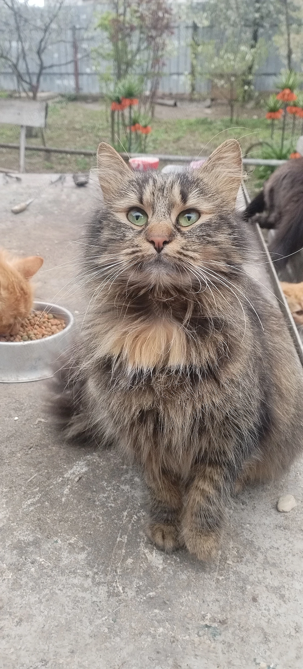 pisici mici pisica pisoiasi