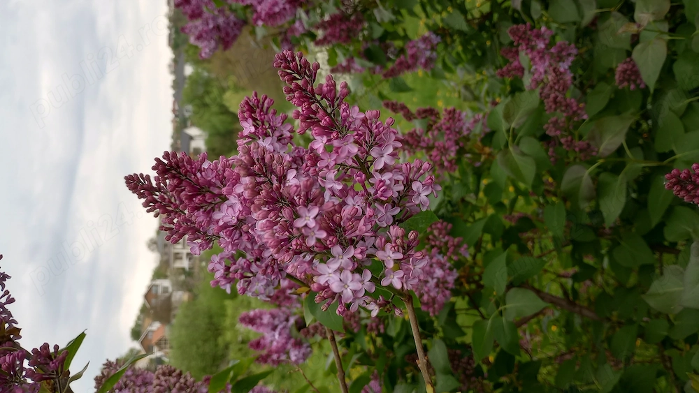 LiLiAC proaspat