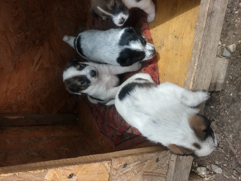 Cățelusi si animalute