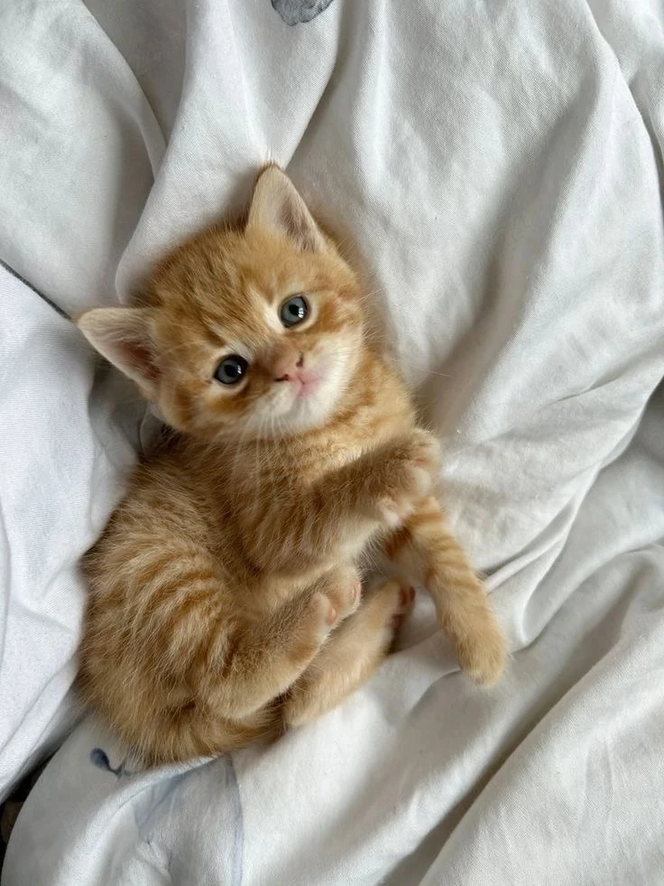 British Orange 