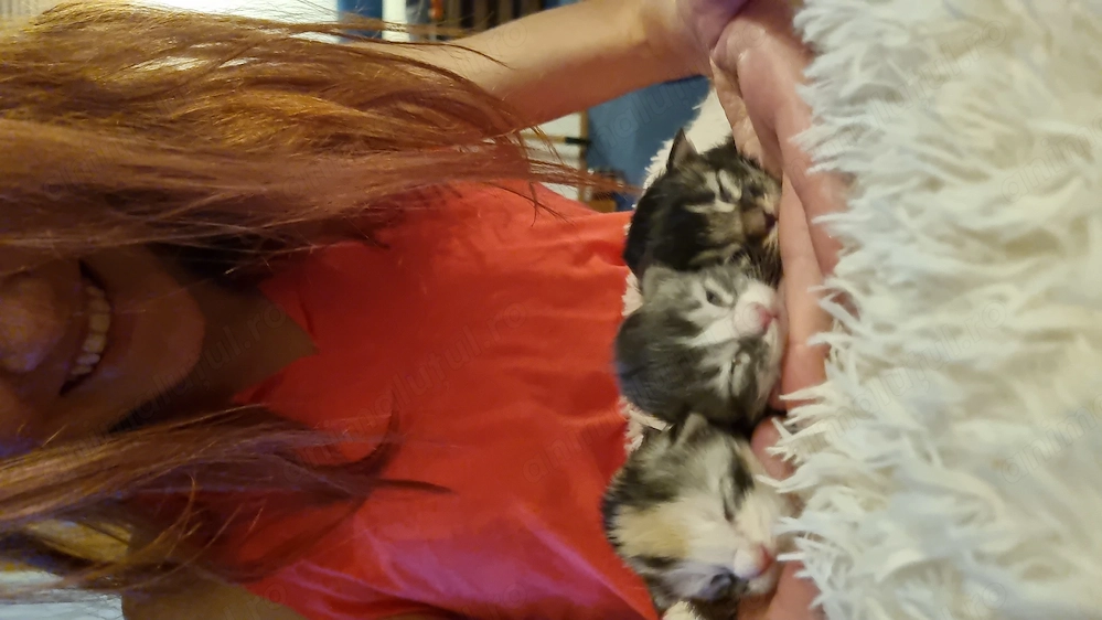 Maine Coon kittens with pedigree 