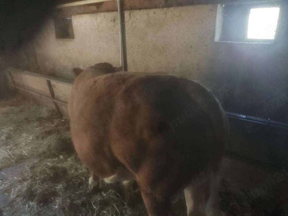 Disponibil tăuraș Bălțată Romînească peste 320 kg