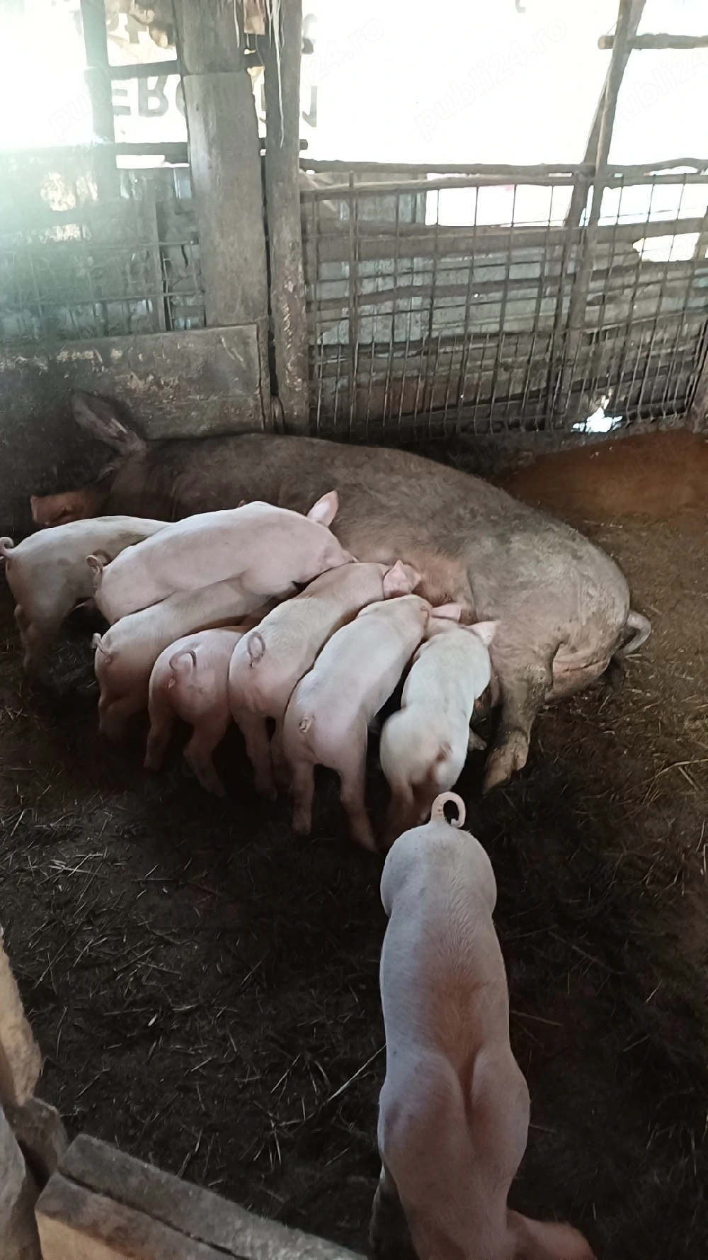 vând purcea cu 10porci 
