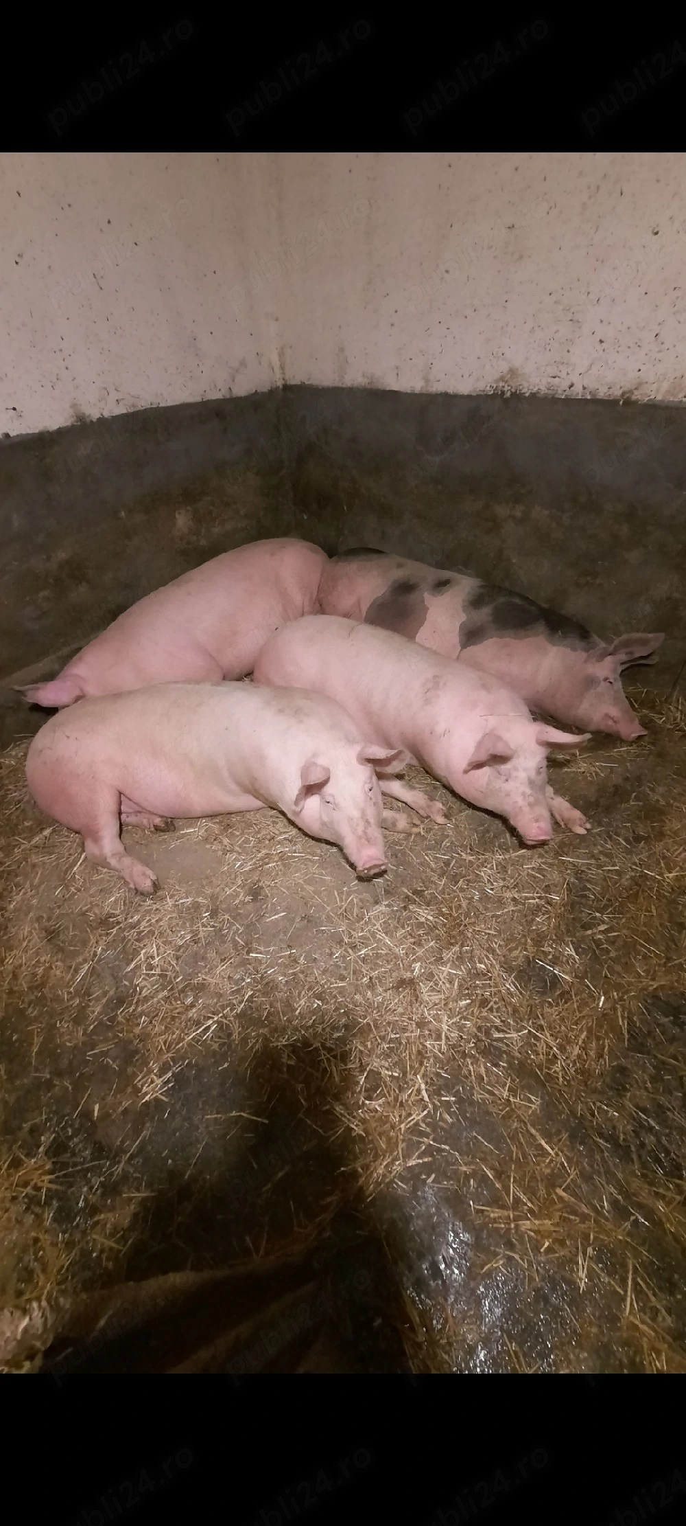 Porci de vânzare 