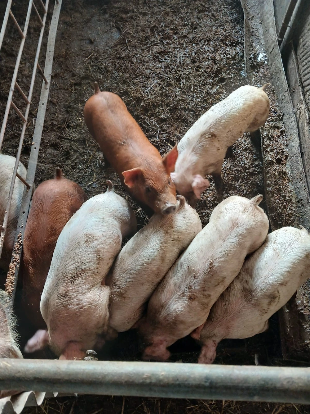 Vand purcei duroc 6 saptamni detali la telefon din monta de aftificiala preț 8 milioane perechea