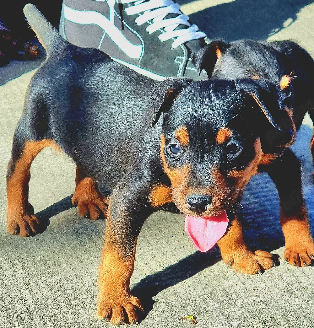 pui jagd terrier