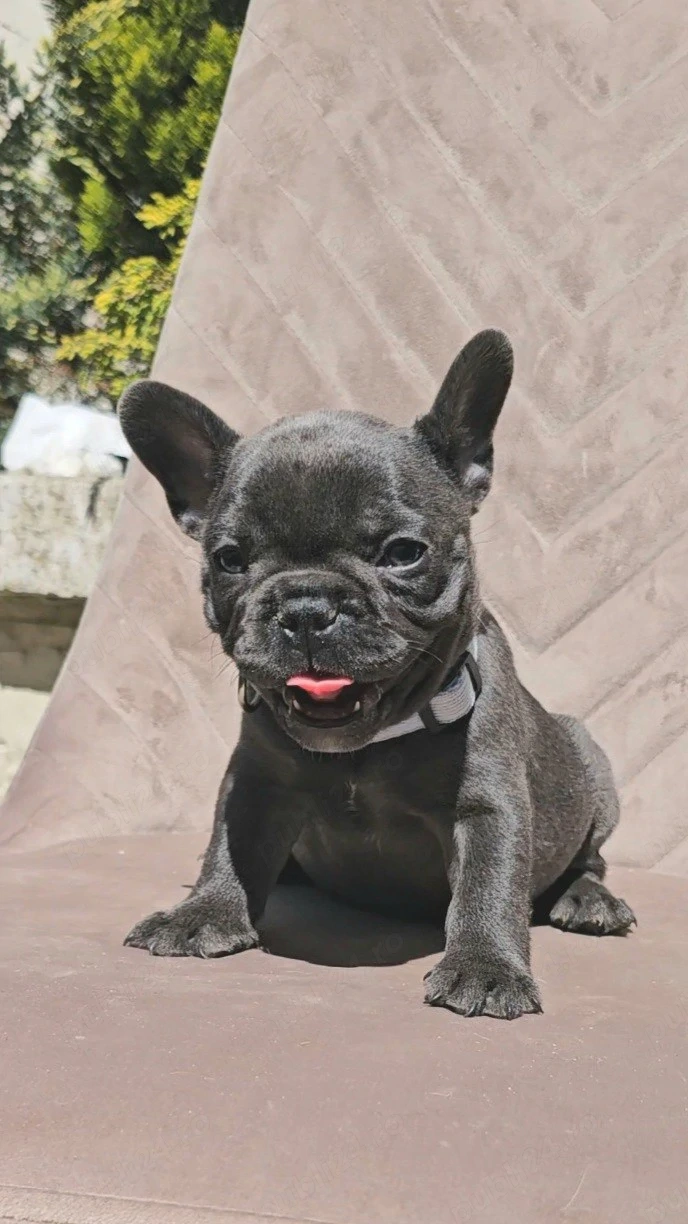 Bulldog Francez Blue