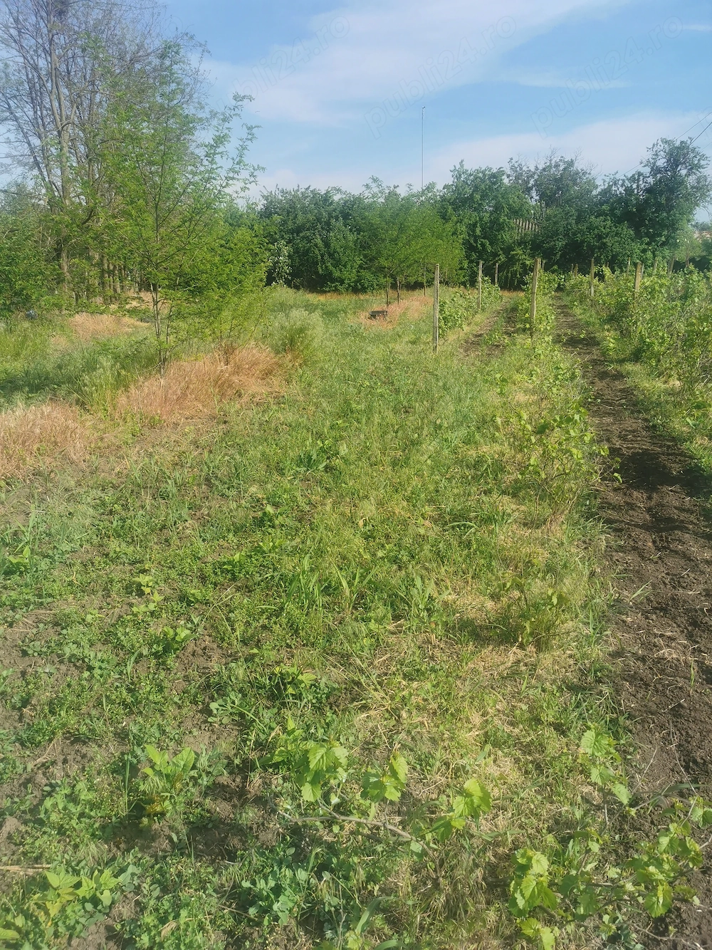 Teren de vânzare și casă la 50 km de București 
