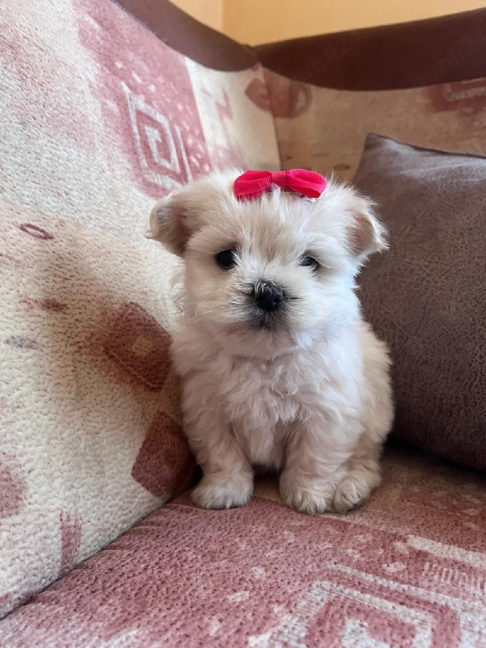 Caței bichon