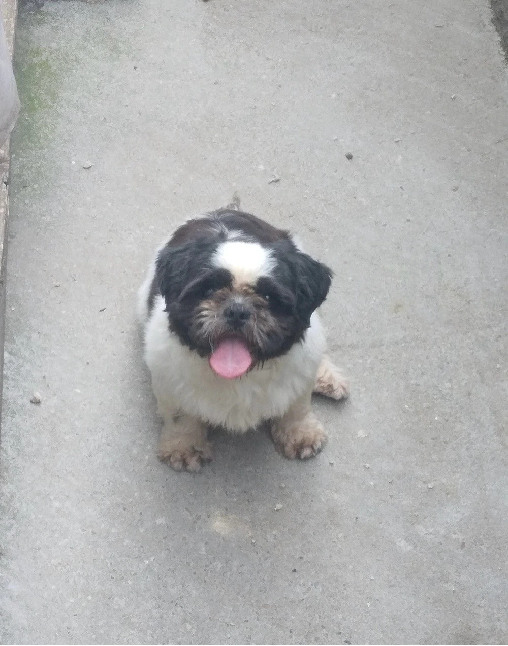 Donez catelusa Shihtzu rasa pura 