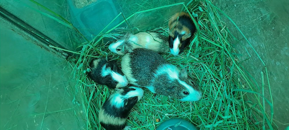 porcușori de guineea 