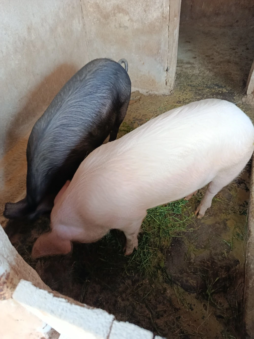 Vand doi  porci ideal  pentru proțap 