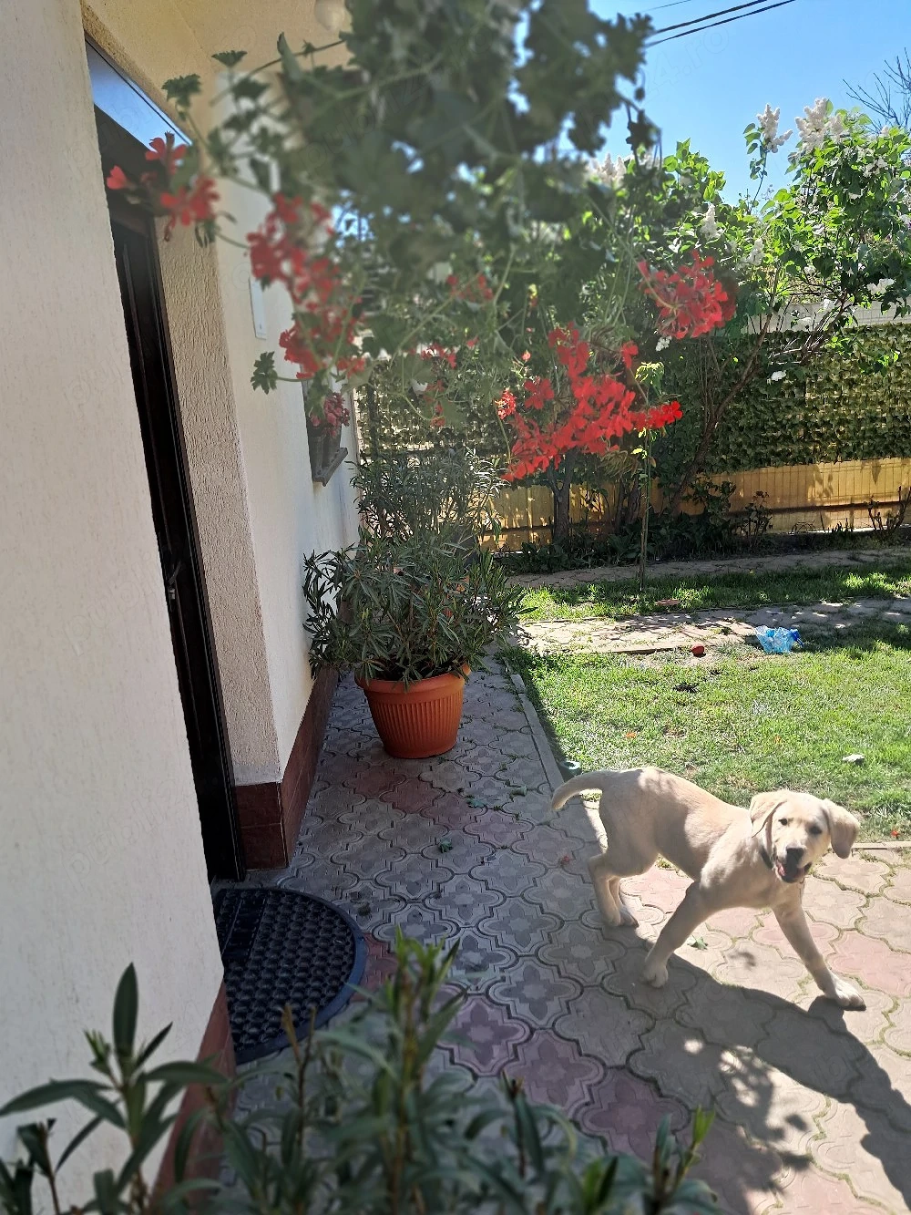 Cățelușa labrador retriever 4 luni