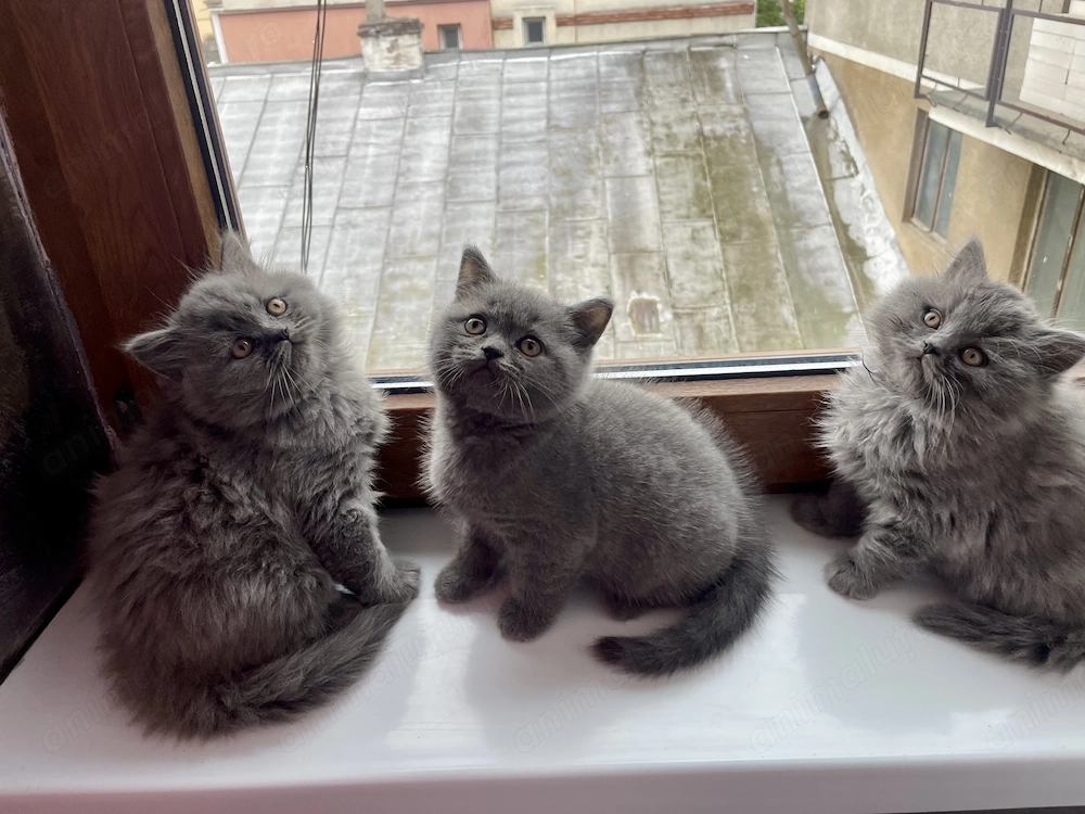British shorthair si longhair 