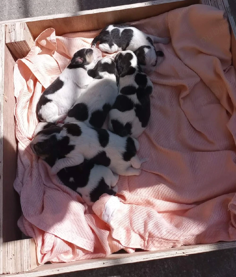 Beagle de vânzare