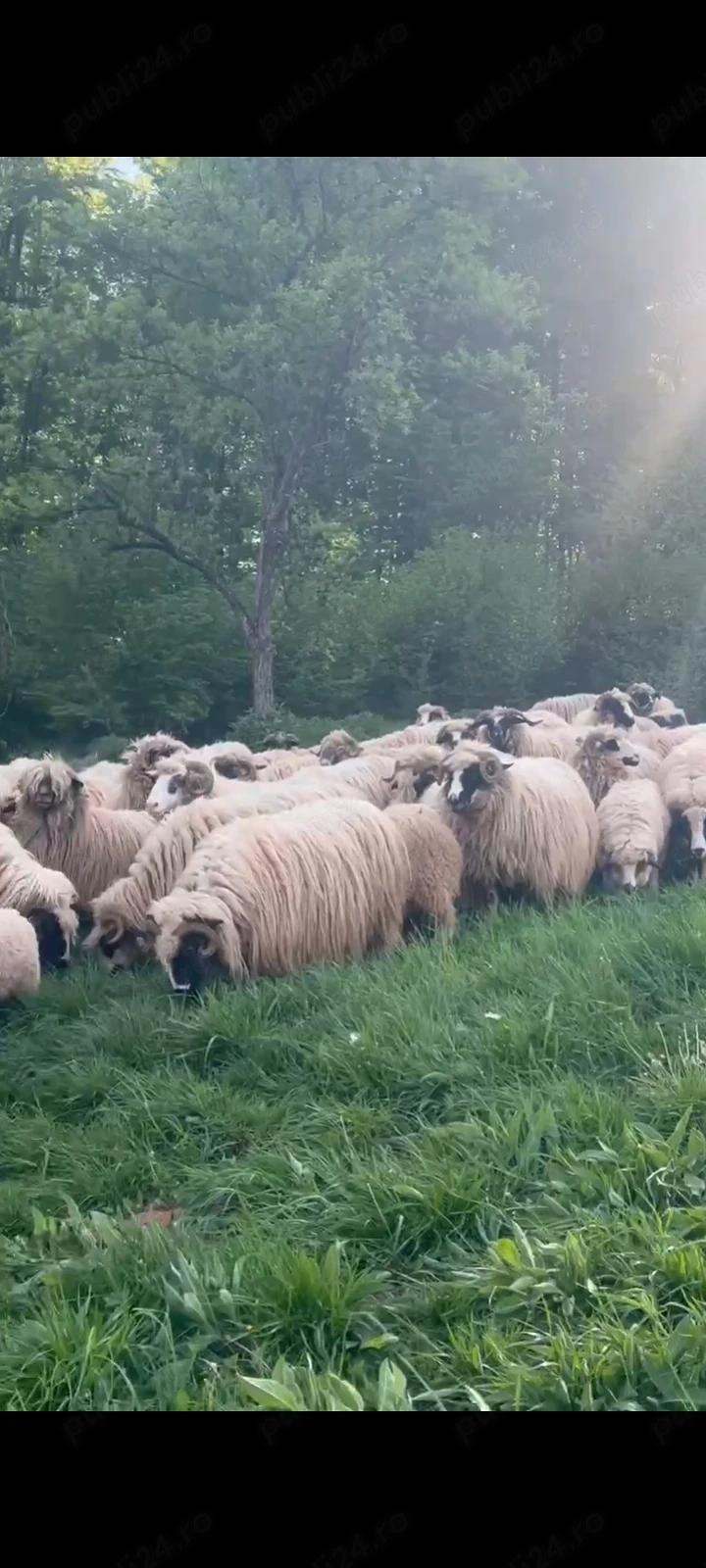 Vând 30 de oi cu miei 