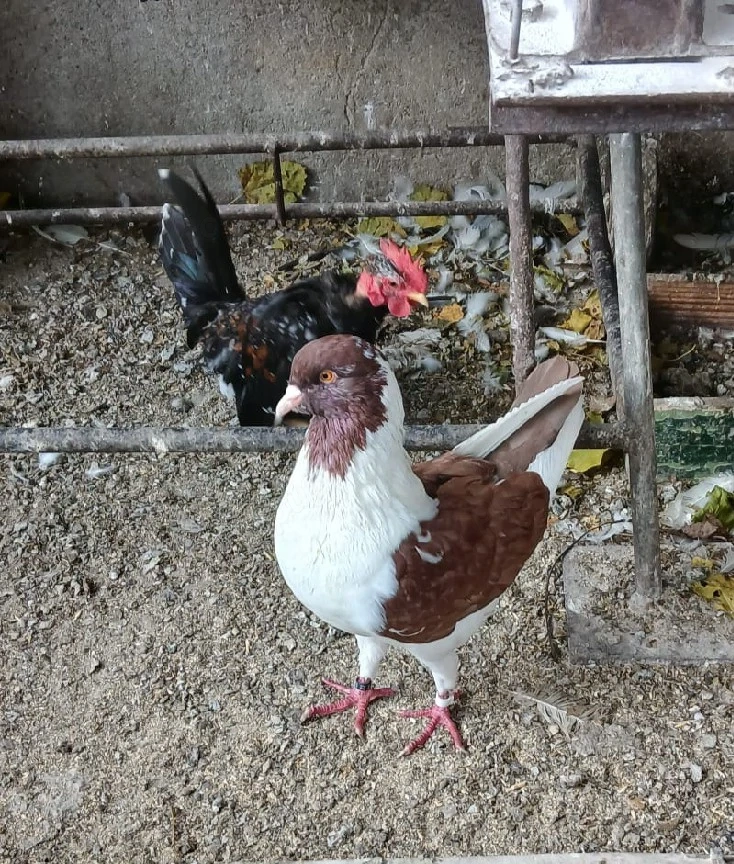 Porumbei Florentini