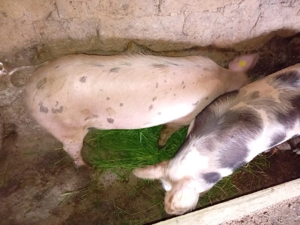 porci  de vanzare 
