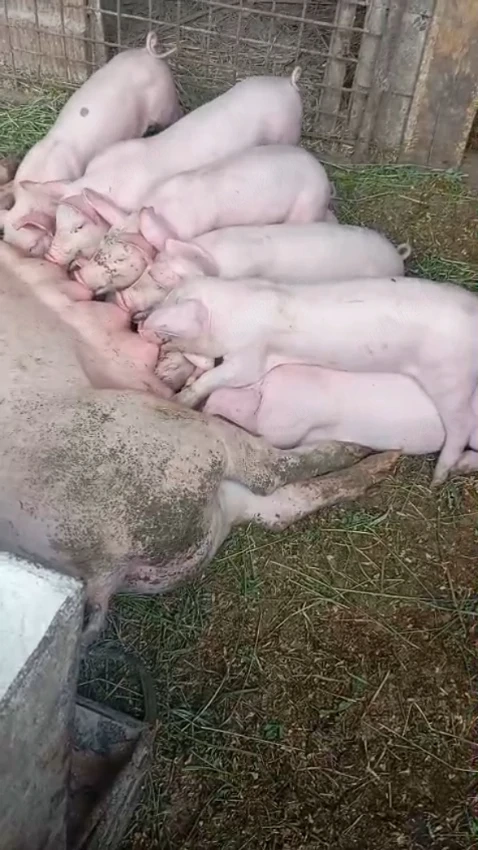  Vând 9 purceluși Marele Alb x Pietrain 