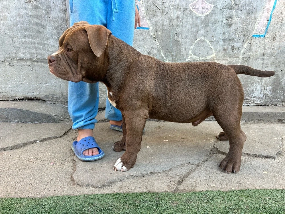 American bully