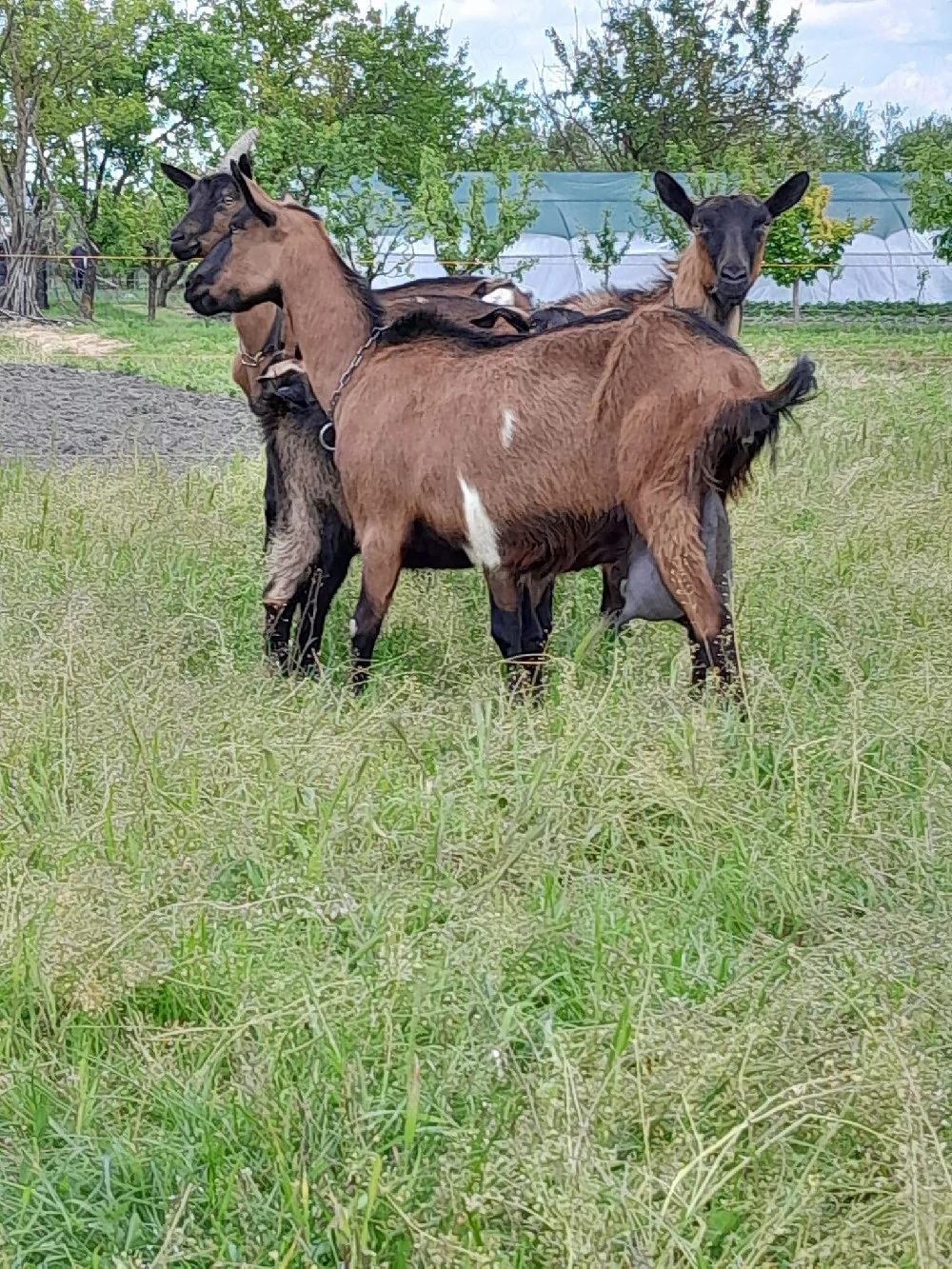 Vând o capra metis, 4L zi, preț 800 lei. Număr