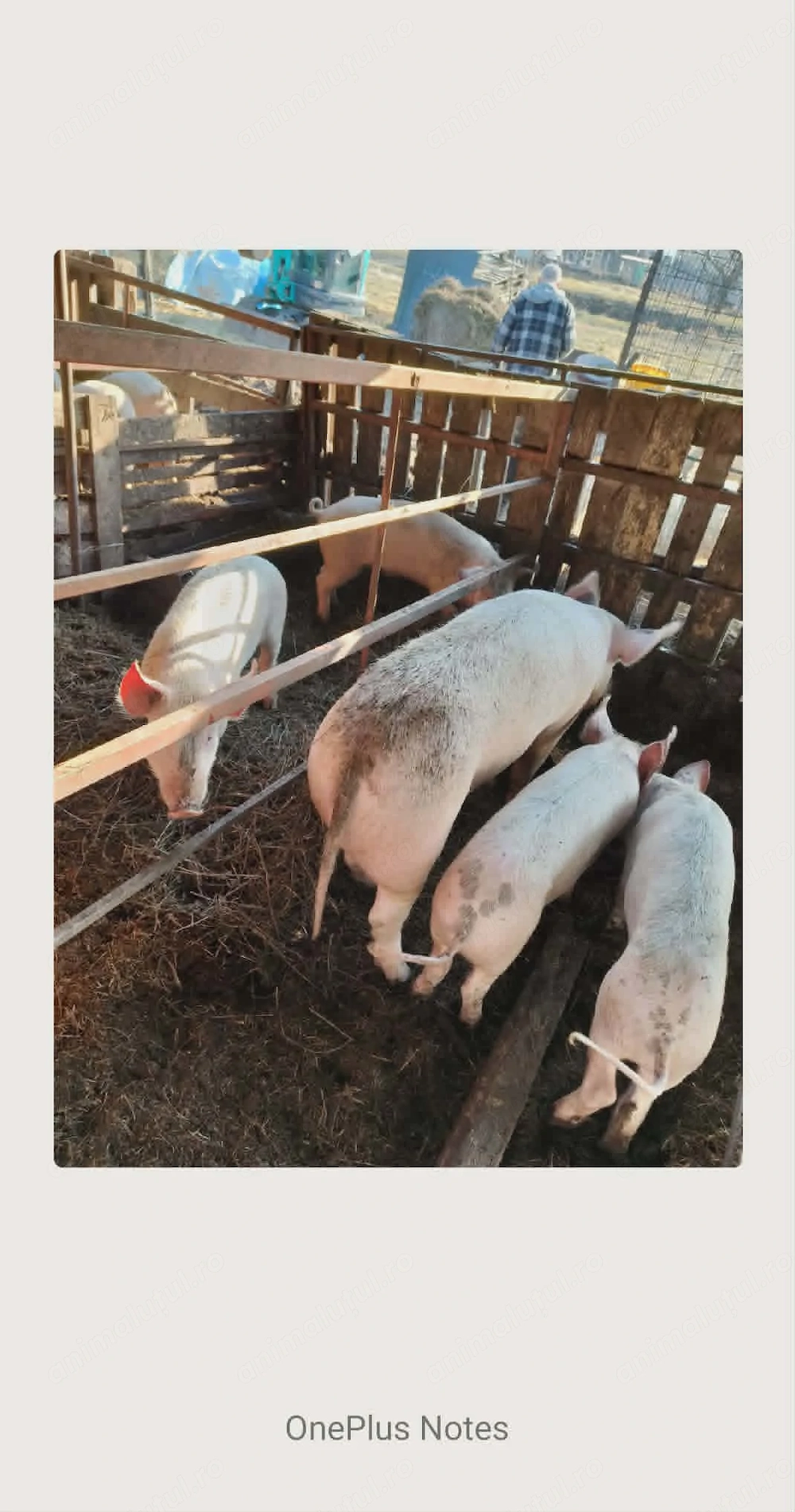 Porci de vânzare