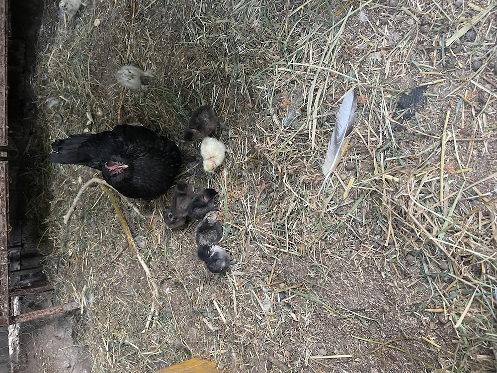 Vând cloșca pitica