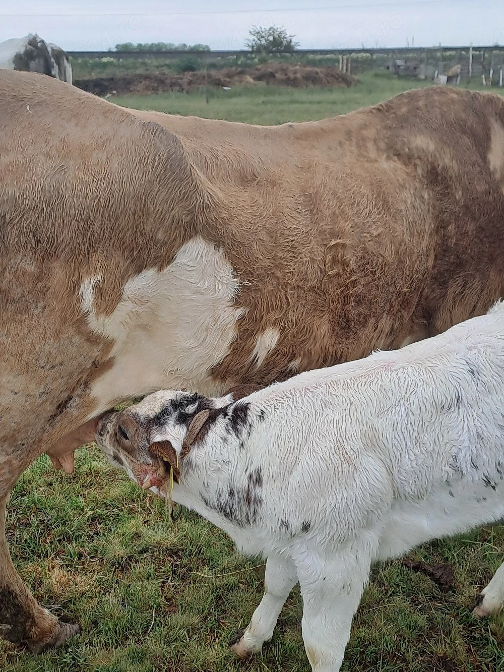 vaca cu vitea belga 