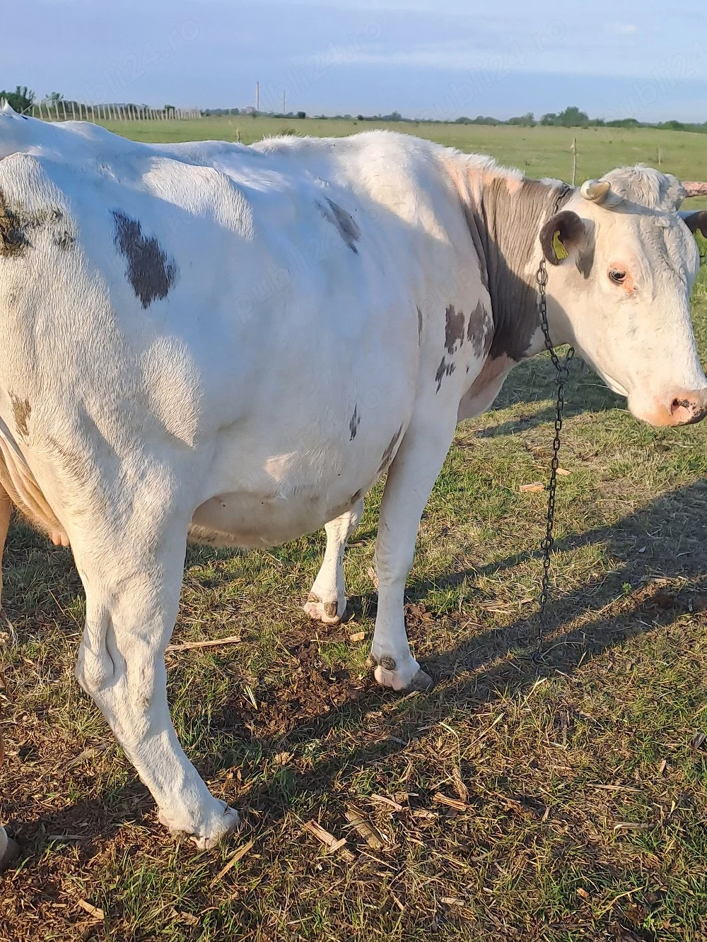 vaca gestanta 