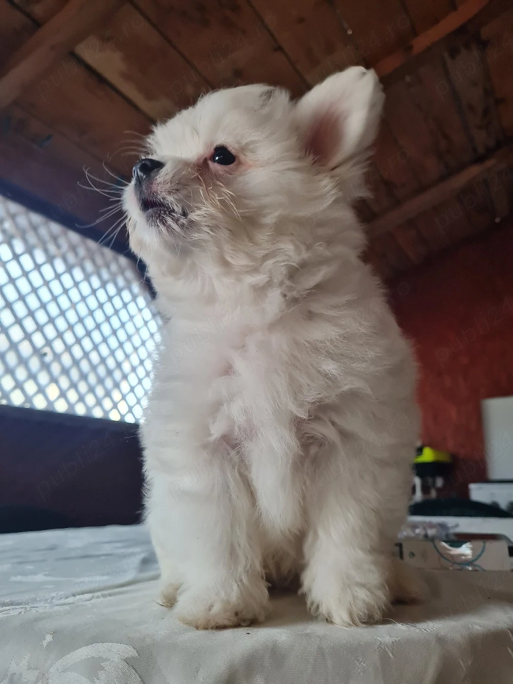 baiat pomeranian spitz 