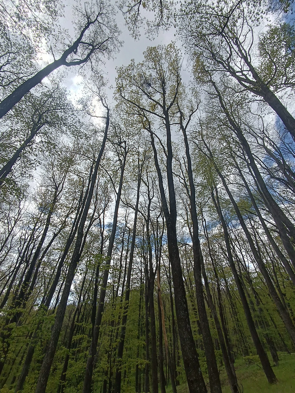 Pădure, veg. forestieră, suprafață de 40ha, Foret de 40 ha, Forest, surface area of   40ha