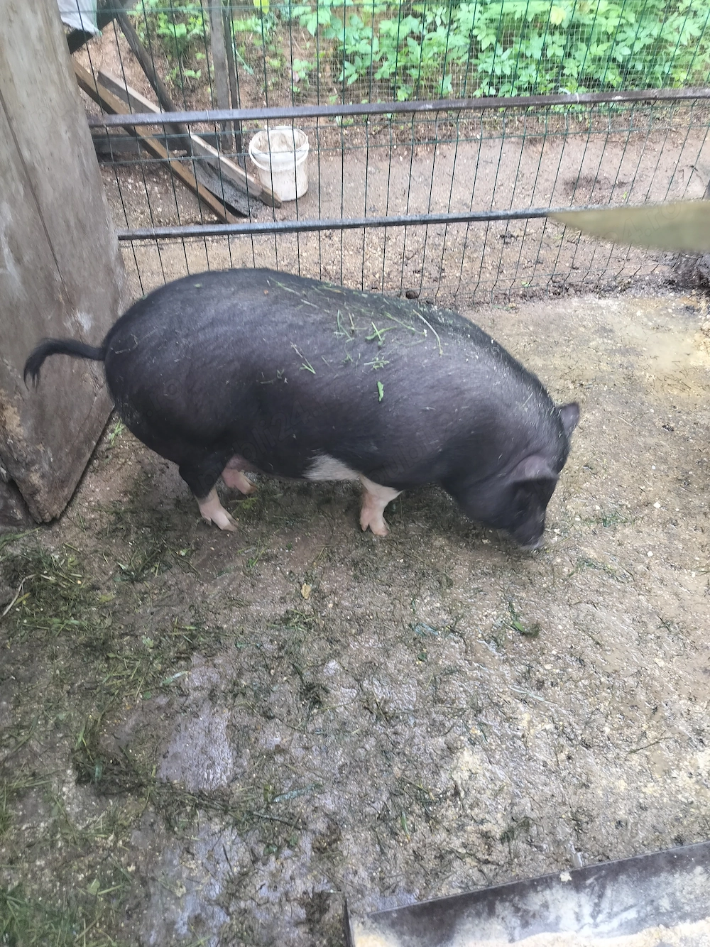 Șoldani Vietnamezi 