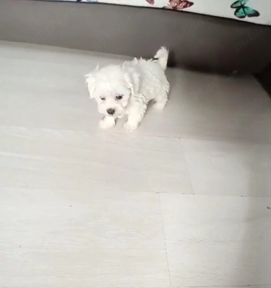 Pufosenie bichon