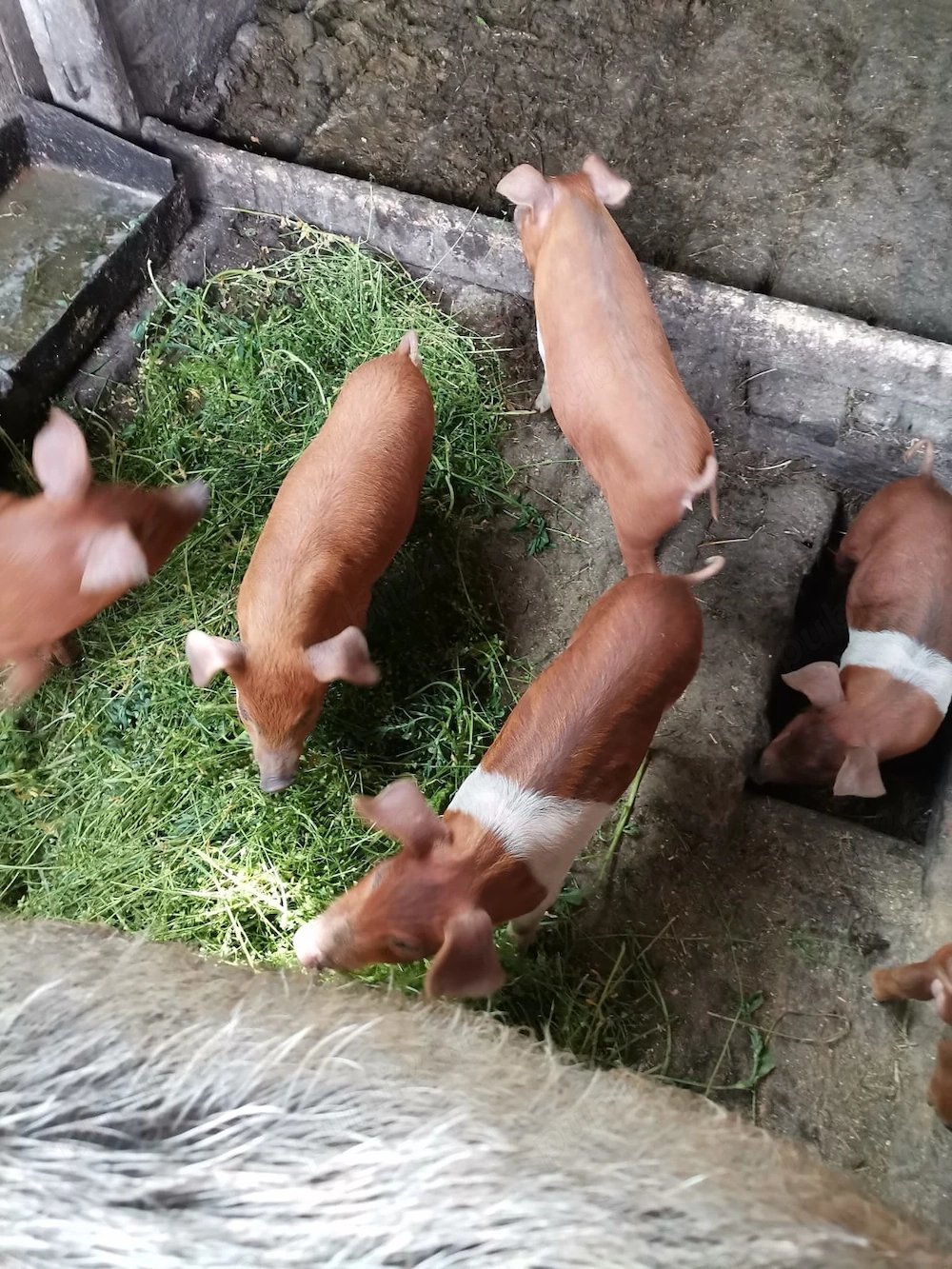 Vând 6 purcei în Șăulia de Câmpie 