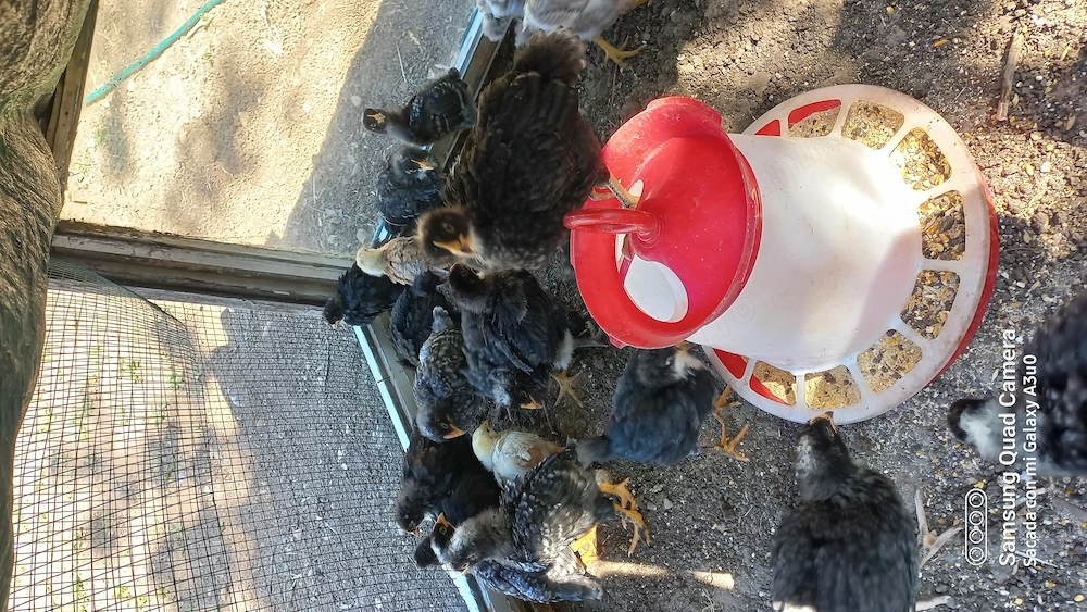 Pui de găină 3 săptămâni 