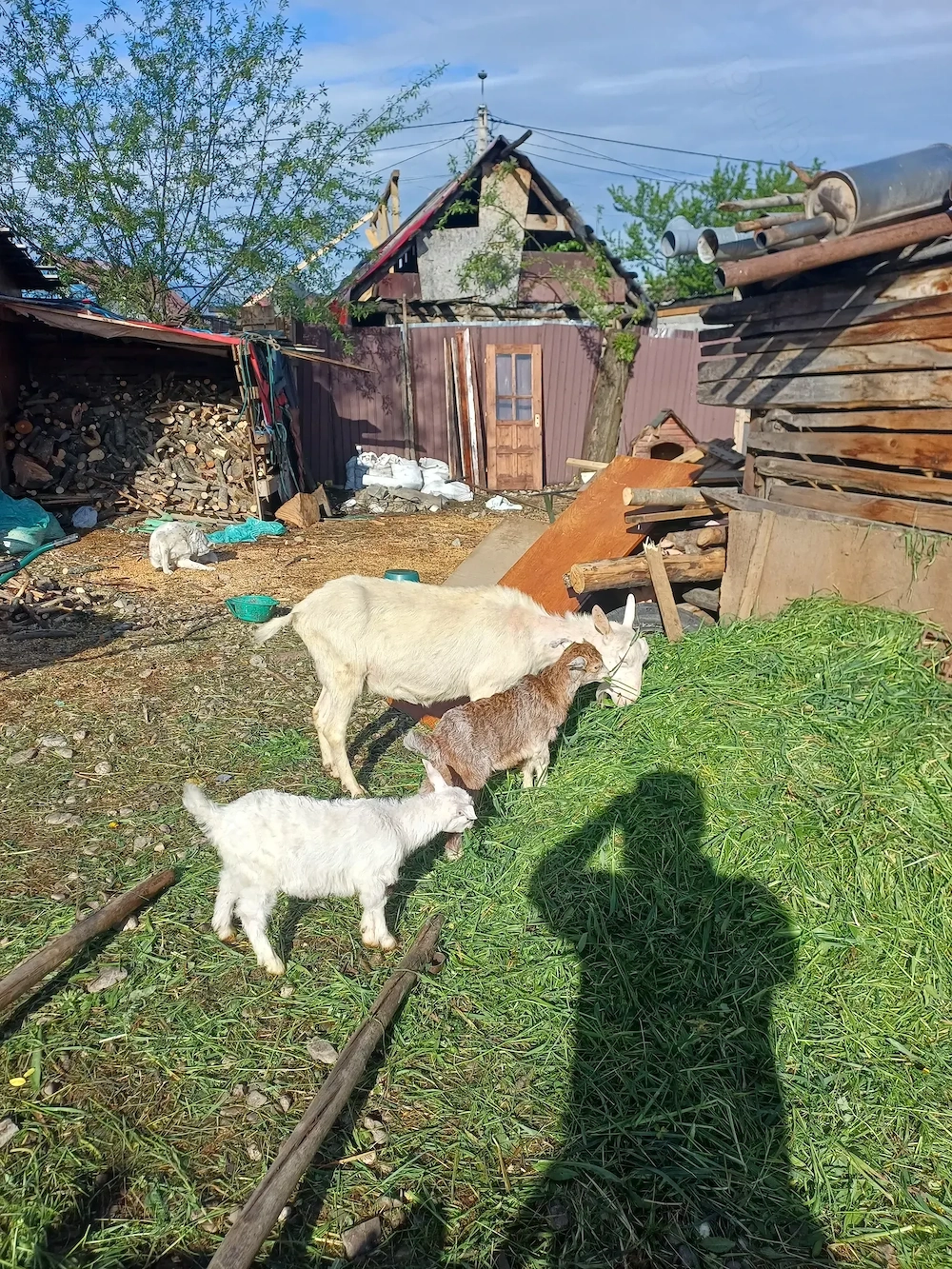 capre de vânzare bune de lapte 