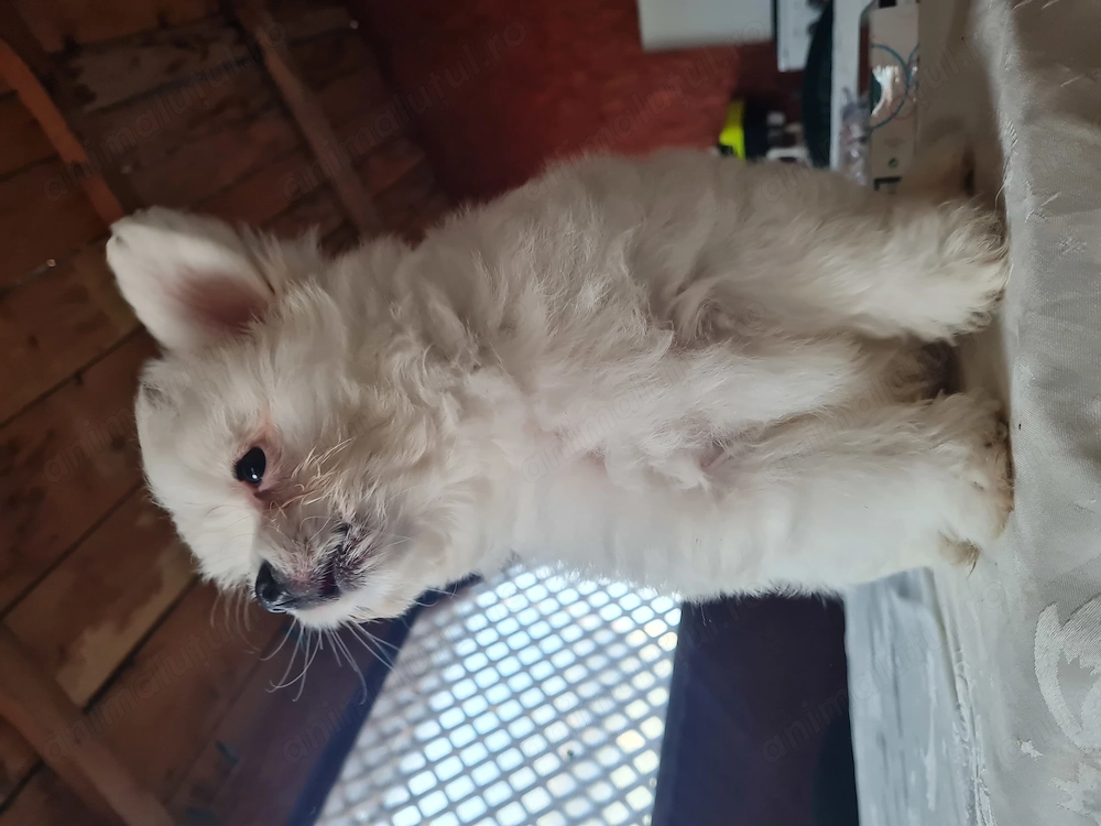 Baiat pomeranian spitz 