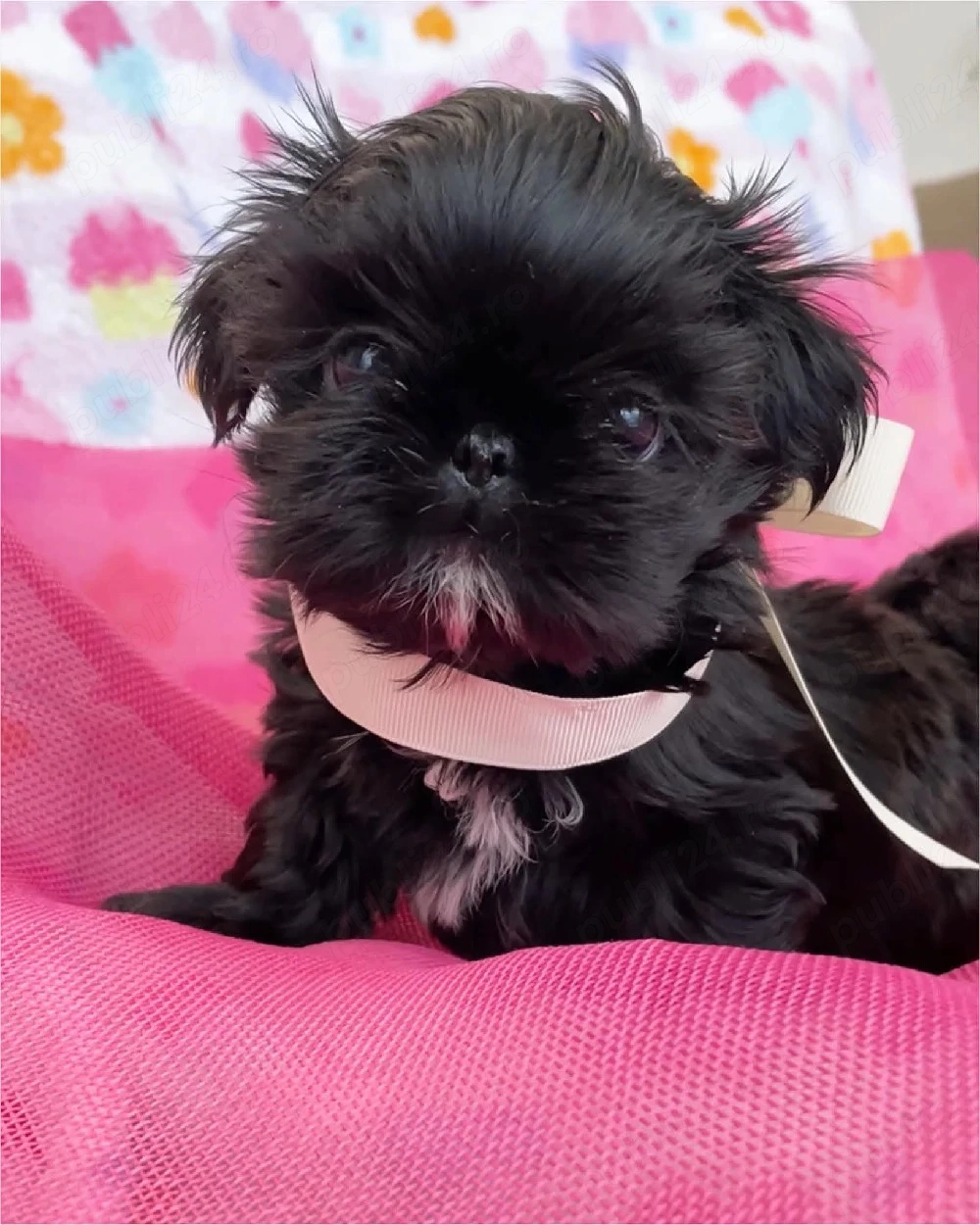  vad catelusi shih tzu rasa pura detin ambi parinti 