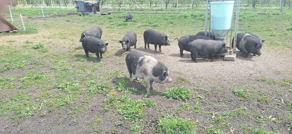 Porci vietnamezi de vanzare