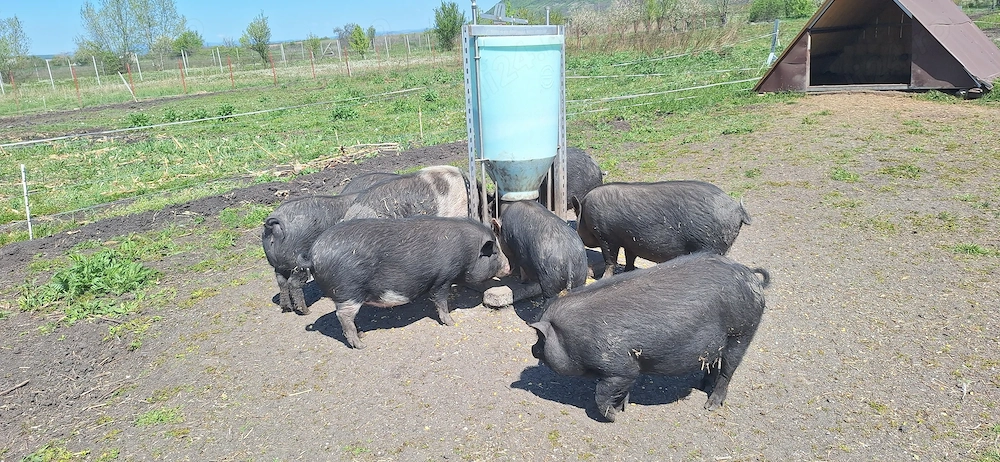 Porci vietnamezi de vanzare