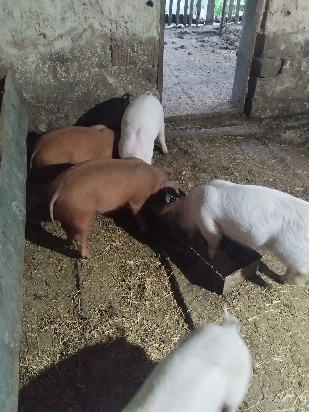 Vând vând vând vând purcei de 9 săptămâni 